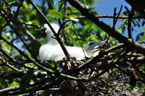 Colônia de pássaros em Half Moon Caye, perto do Blue Hole, na grande barreira de corais, em Belize